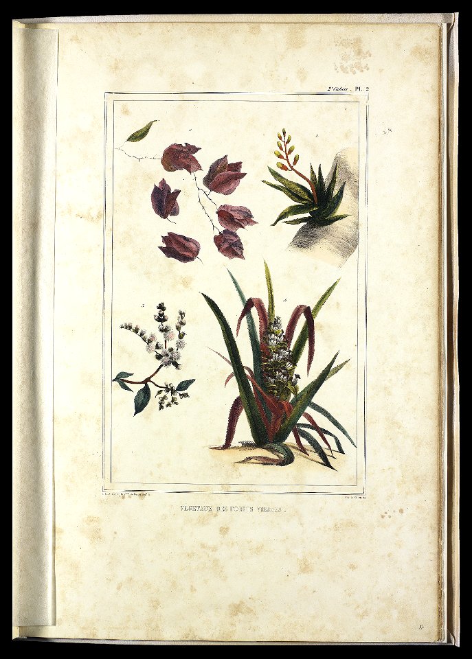 Vegetaux des forets vierges (2), da Coleção Brasiliana Iconográfica