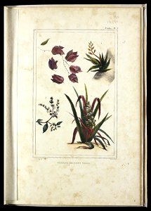 Vegetaux des forets vierges (2), da Coleção Brasiliana Iconográfica