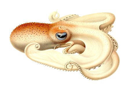 Velodona togata