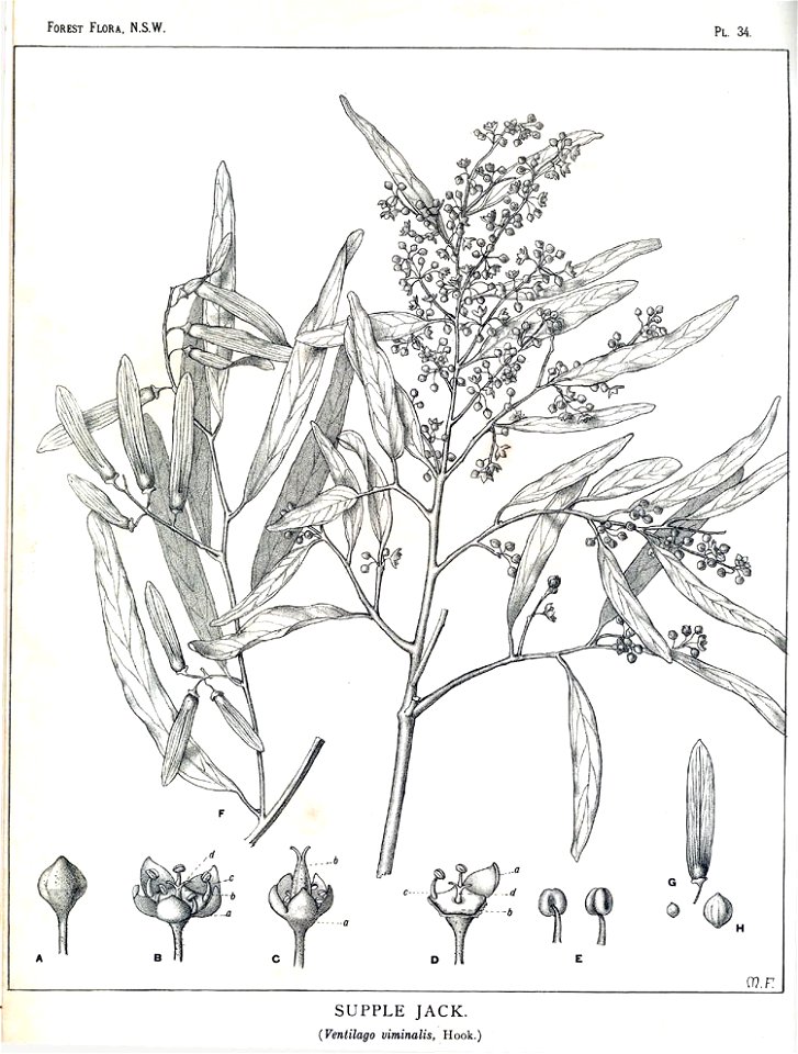 Ventilago viminalis00