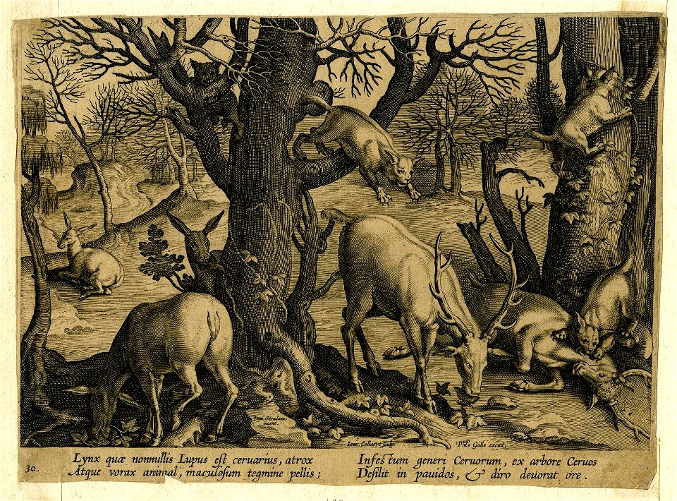Venationes Ferarum, Avium, Piscium (BM 1957,0413.61)