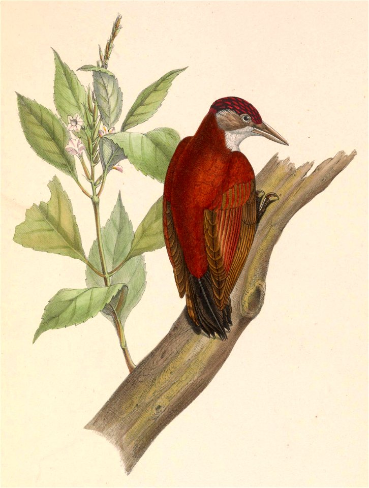 Veniliornis callonotus 1849