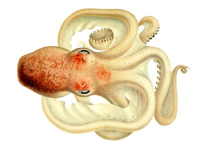 Velodona togata1