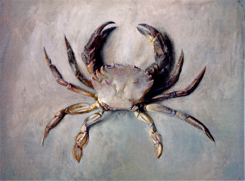 Velvet Crab Ruskin