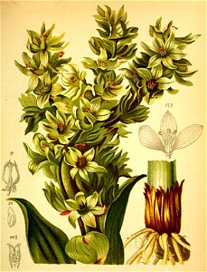 Veratrum lobelianum Atlas Alpenflora. Free illustration for personal and commercial use.