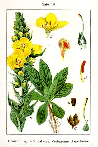 Verbascum densiflorum Sturm18