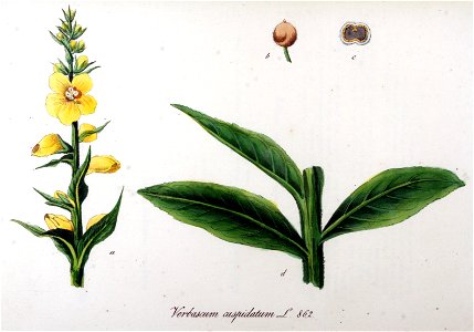 Verbascum cuspidatum — Flora Batava — Volume v11