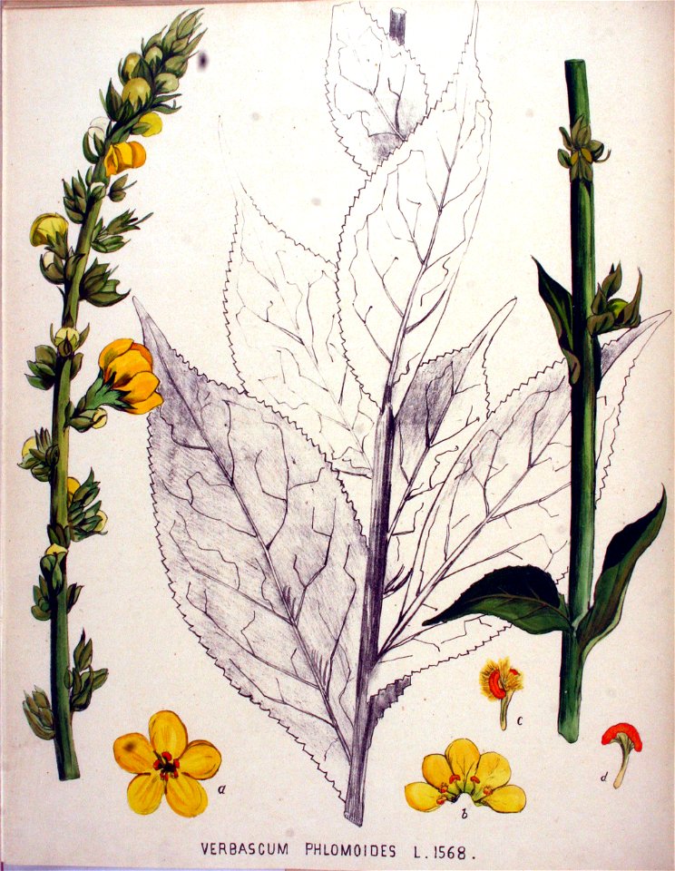 Verbascum phlomoides — Flora Batava — Volume v20. Free illustration for personal and commercial use.