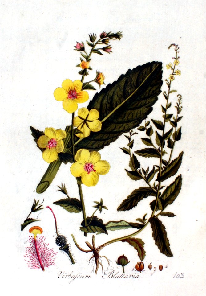 Verbascum blattaria — Flora Batava — Volume v2