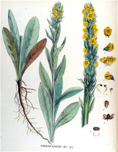 Verbascum schraderi — Flora Batava — Volume v17