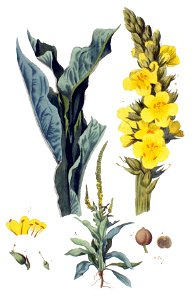 Verbascum thapsus flora batava