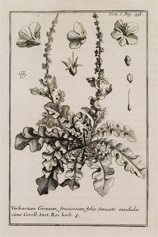 Verbascum Graecum, fruticosum, folio sinuato candidis simo Coroll Inst Rei herb 8 - Tournefort Joseph Pitton De - 1717