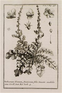 Verbascum Graecum, fruticosum, folio sinuato candidis simo Coroll Inst Rei herb 8 - Tournefort Joseph Pitton De - 1717