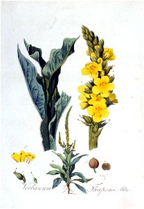 Verbascum thapsus — Flora Batava — Volume v3