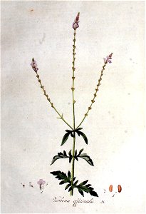 Verbena officinalis — Flora Batava — Volume v1