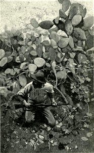 Verga - Vita dei campi, Treves, 1897 (page 286 crop)