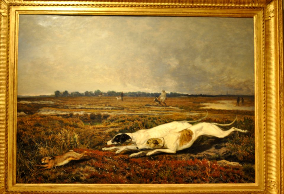 Verlat Hunting with greyhounds near Antwerp