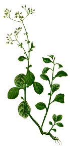 Vernonia cinerea Blanco2.280-cropped