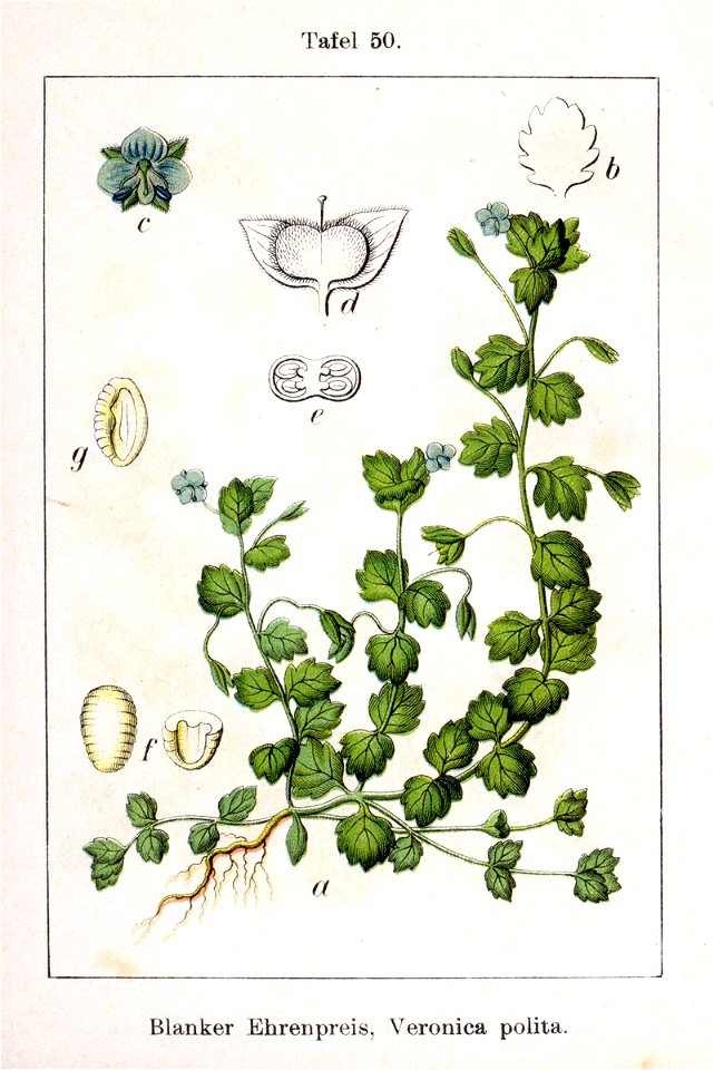 Veronica polita Sturm50
