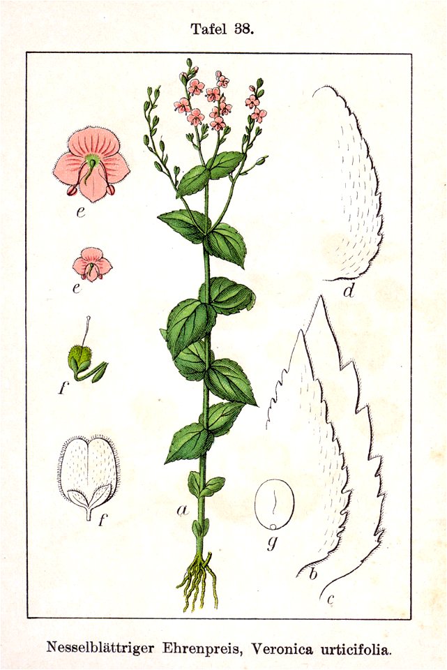 Veronica urticifolia Sturm38
