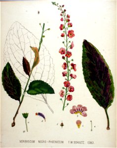 Verbascum nigro-phoeniceum — Flora Batava — Volume v20. Free illustration for personal and commercial use.