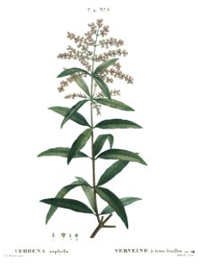 Verbena triphylla - Verveine à trois feuilles (NYPL b14485031-1109252) - clean
