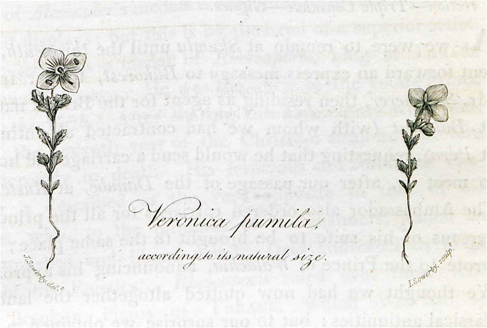 Veronica pumila, according to its natural size - Clarke Edward Daniel - 1816
