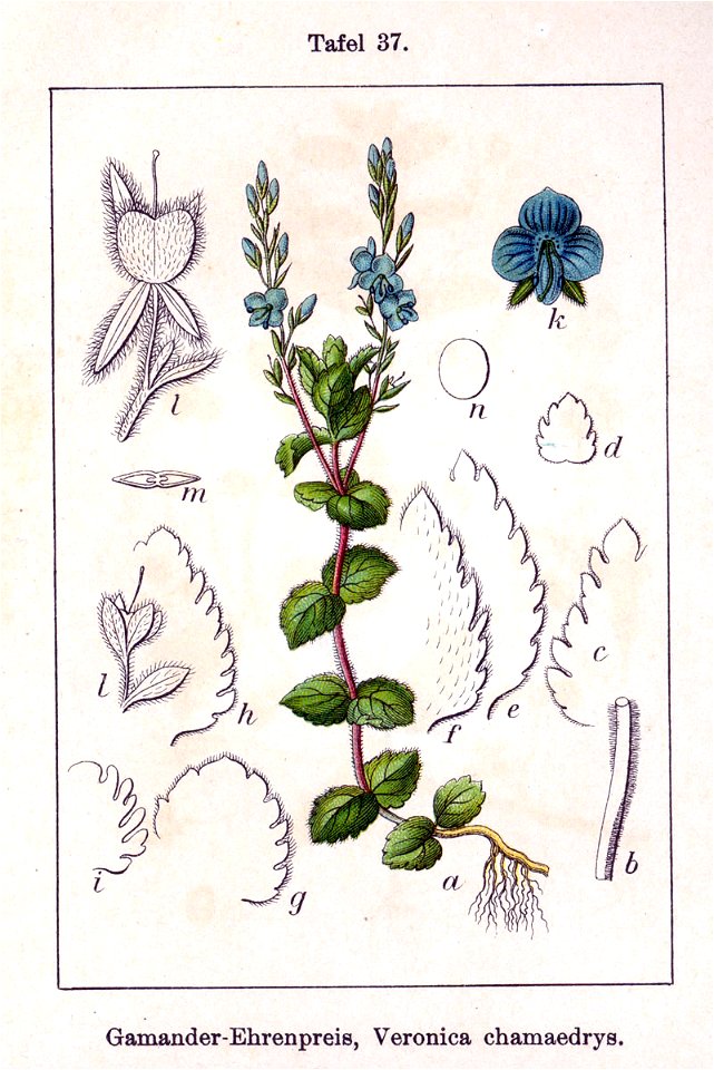 Veronica chamaedrys Sturm37