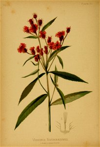Vernonia noveboracensis