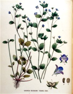 Veronica buxbaumii — Flora Batava — Volume v16