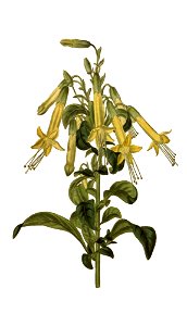 Vestia foetida clean