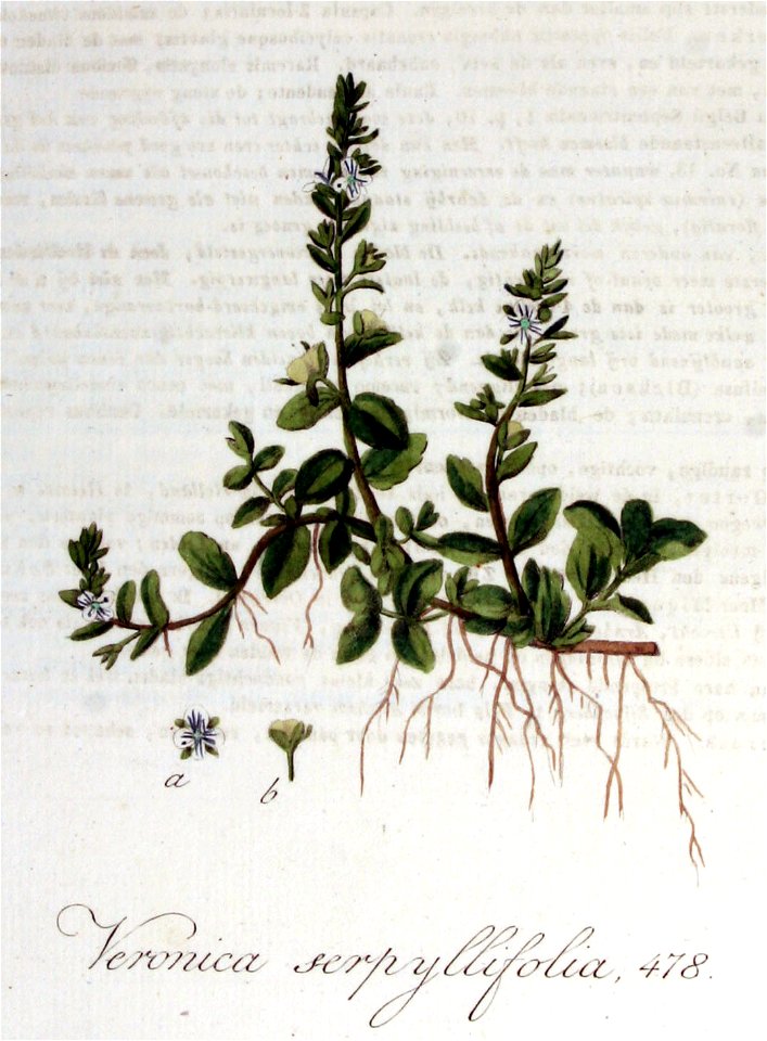 Veronica serpyllifolia — Flora Batava — Volume v6