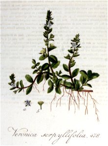 Veronica serpyllifolia — Flora Batava — Volume v6