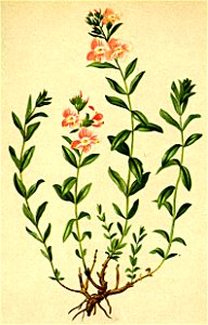 Veronica fruticulosa Atlas Alpenflora