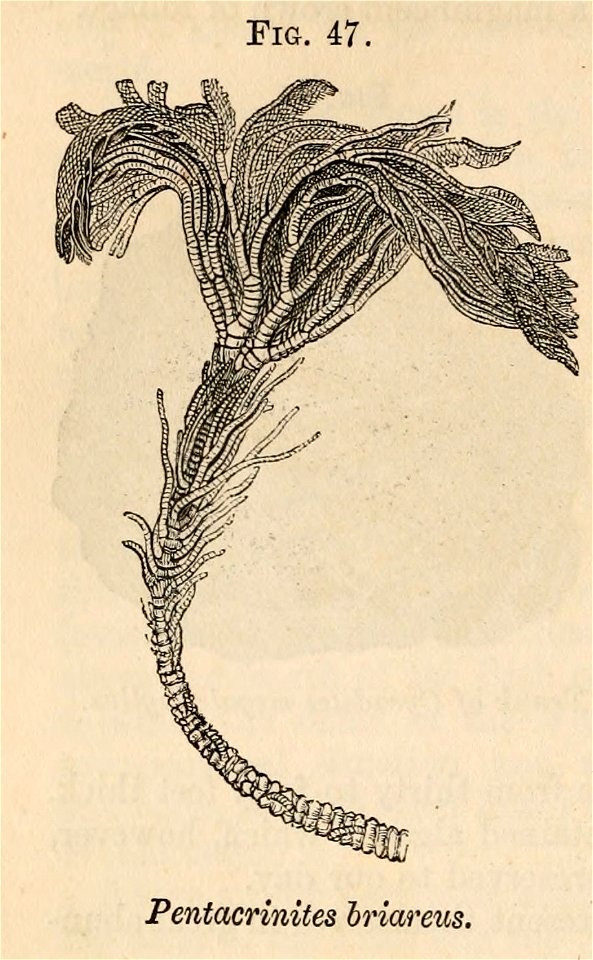 Vestiges 11 fig 47 Pentacrinites briareus
