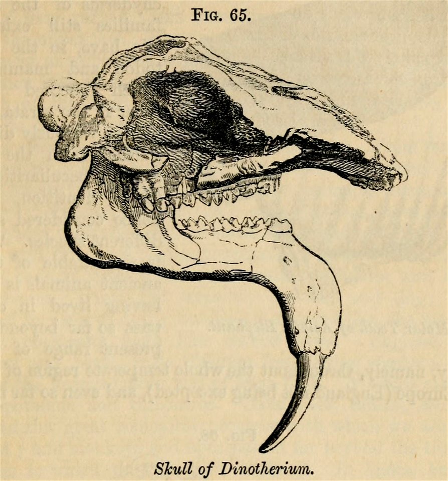 Vestiges 11 fig 65 Dinotherium