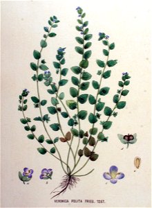 Veronica polita — Flora Batava — Volume v16