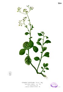 Vernonia cinerea Blanco2.280