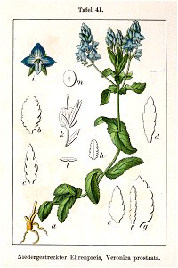 Veronica prostrata Sturm41