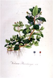 Veronica beccabunga — Flora Batava — Volume v6