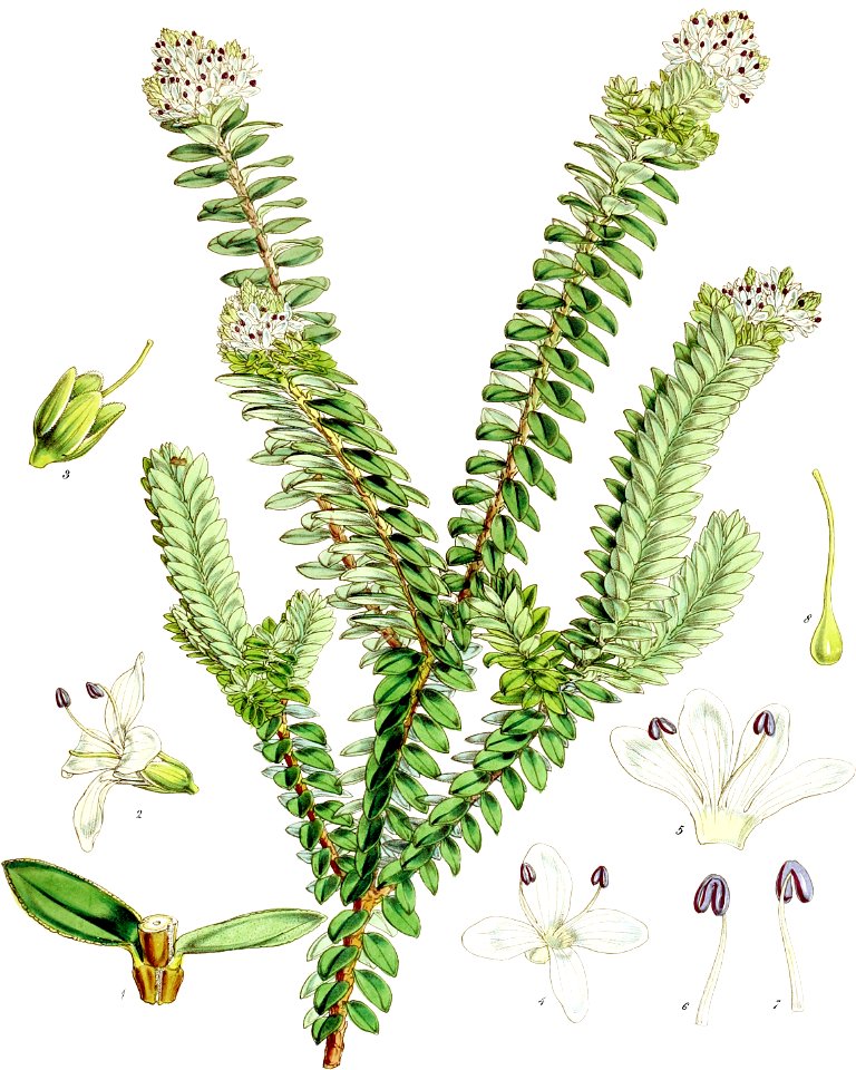 Veronica odora-Botany of Antarctica-PL041-0087