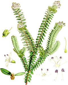 Veronica odora-Botany of Antarctica-PL041-0087
