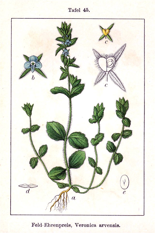 Veronica arvensis Sturm45