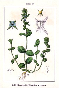Veronica arvensis Sturm45. Free illustration for personal and commercial use.