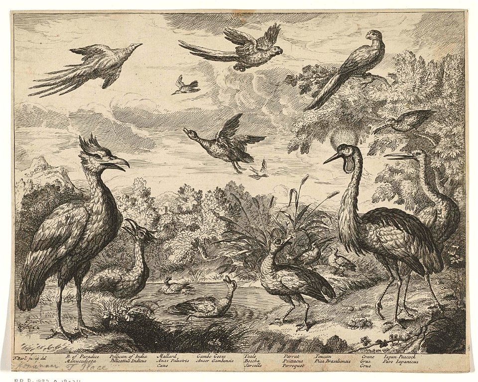 Verschillende vogels in een landschap