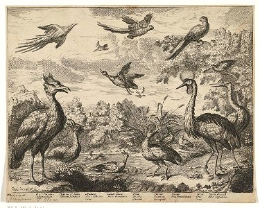 Verschillende vogels in een landschap