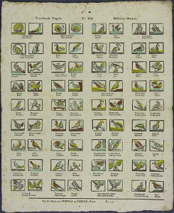 Verscheyde vogels-Catchpenny print-Borms 0159