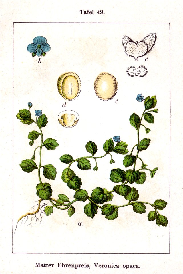 Veronica opaca Sturm49