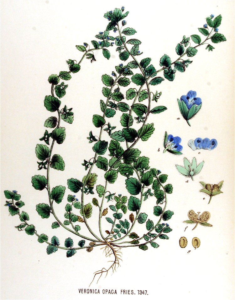 Veronica opaca — Flora Batava — Volume v17
