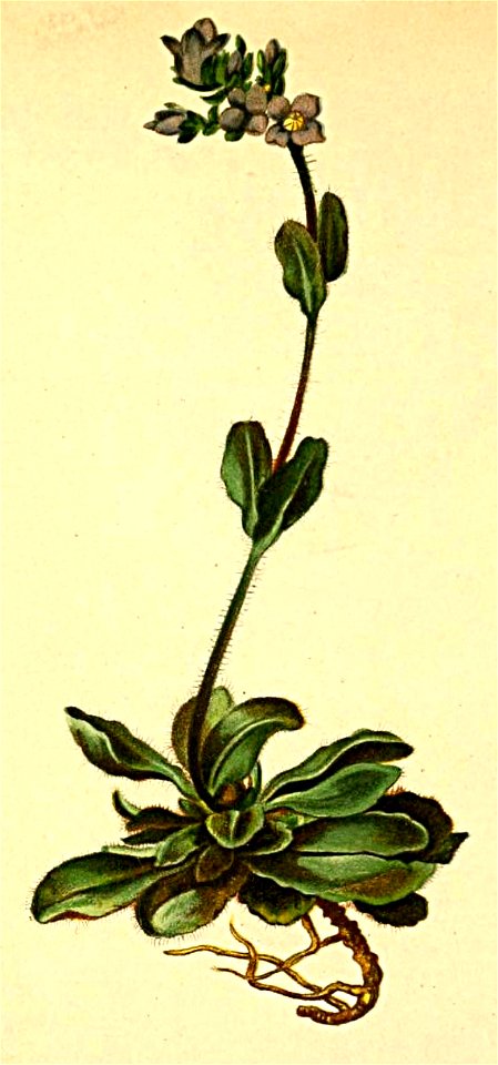 Veronica bellidioides Atlas Alpenflora